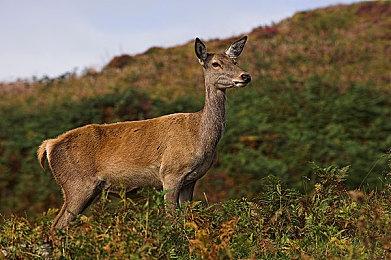 《Dice 'n Goblins》Steam页面上线 手绘风迷宫探索